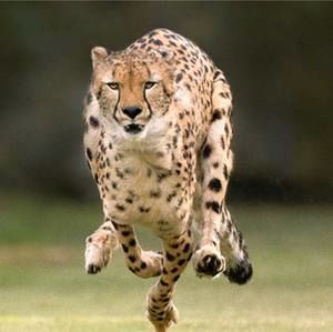 Meet your Posher, Ali